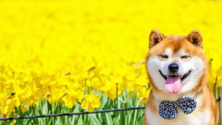 Nguồn Gốc Chó Shiba Nguồn Gốc Chó Shiba