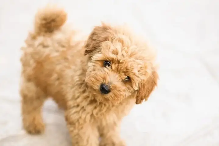 Tuổi Thọ Của Chó Poodle Tuổi Thọ Của Chó Poodle