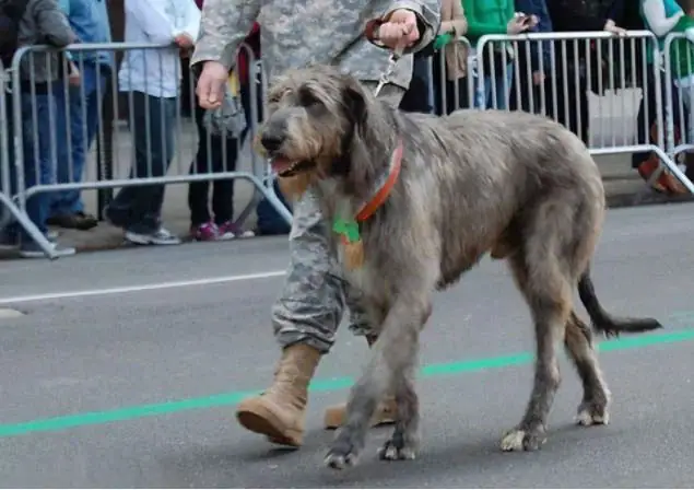 Chó Săn Sói Ireland Chó Săn Sói Ireland