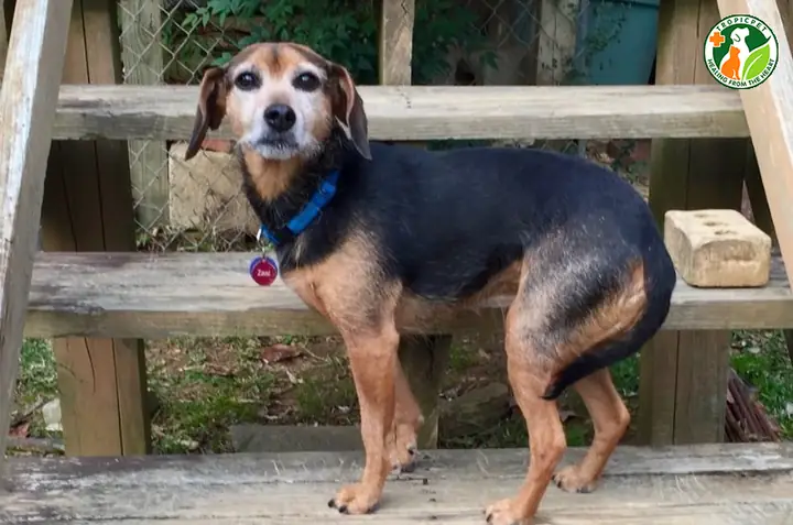 Chó Cụp Đuôi Hoặc Vểnh Đuôi Sang Phải