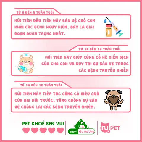 Lịch Tiêm Phòng Vacxin Cho Chó Mọi Lứa Tuổi