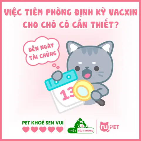 Việc Tiêm Phòng Định Kỳ Vacxin Bệnh Cho Chó Có Cần Thiết?