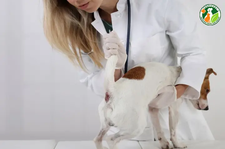 Khi Nào Nên Vắt Tuyến Hôi Của Chó? Khi Nào Nên Vắt Tuyến Hôi Của Chó?