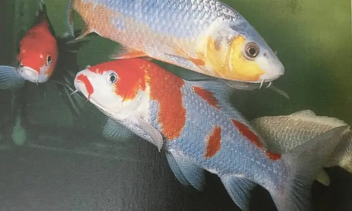 Sự Thú Vị Về Chức Năng Của Các Vây Và Hình Thái Của Vảy Cá Koi ... Sự Thú Vị Về Chức Năng Của Các Vây Và Hình Thái Của Vảy Cá Koi ...