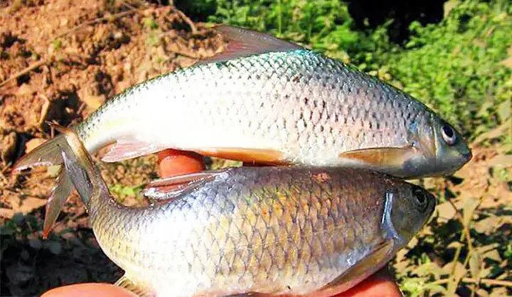 Hóa Ra Đây Là Bộ Phận Quý Hơn Vàng Của Cá Mà Hầu Hết Chúng Ta ...