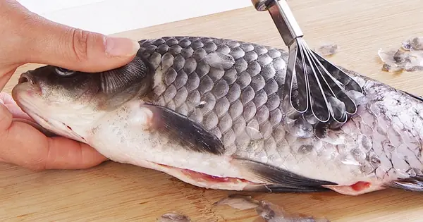 Một Bộ Phận Của Cá Được Cho Là "thần Dược" Sức Khỏe, Nhưng 99 ...