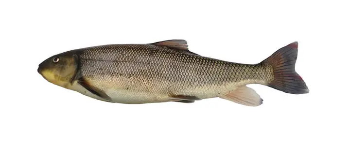 Cá Có Trong Khuyến Cáo Về Cá Từ Columbia Slough | Portland.gov