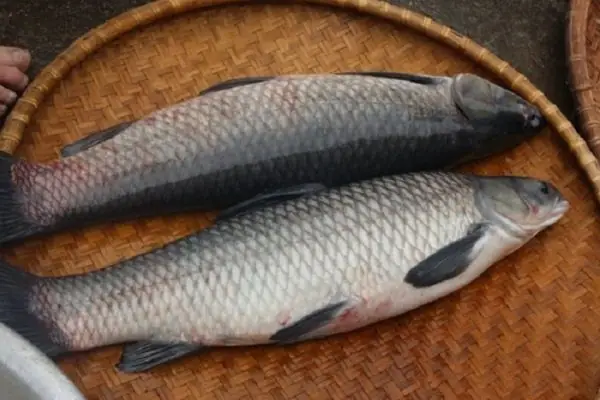 Cá Trắm Đen – 29.500₫ | Món Ngon & Cách Chế Biến