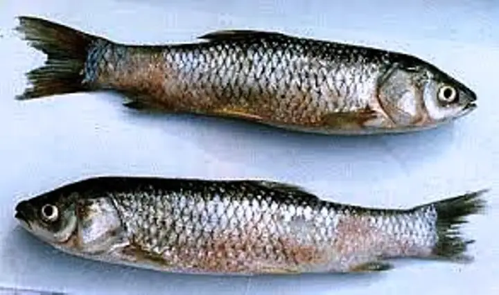 Phương Pháp Phòng Trị Bệnh Đen Thân, Tuột Vảy Ở Cá Trắm Cỏ ...