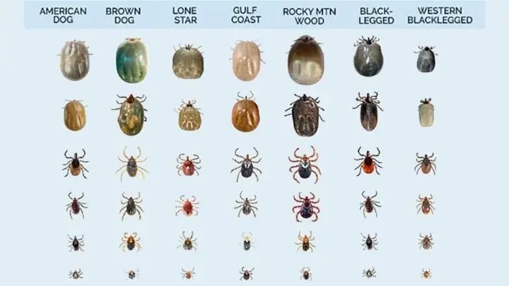 Ve Bọ Chét Chó Có Ký Sinh: Bản Chất, Tác Hại Và Cách Phòng Tránh Toàn Diện Ve Bọ Chét Chó Có Ký Sinh: Bản Chất, Tác Hại Và Cách Phòng Tránh Toàn Diện