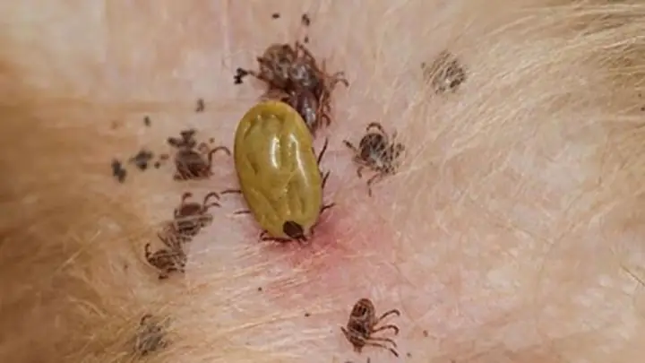 Ve Chó Có Nguy Hiểm Không?