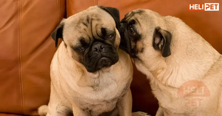 Nguyên Nhân Gây Rận Tai Ở Chó Nguyên Nhân Gây Rận Tai Ở Chó