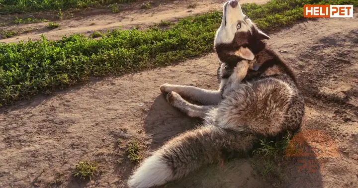 Những Dấu Hiệu Chó Bị Rận Tai Những Dấu Hiệu Chó Bị Rận Tai