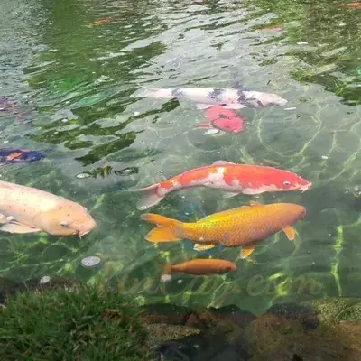 Hướng Dẫn Vệ Sinh Hồ Cá Ngoài Trời: Bí Quyết Bảo Dưỡng Hiệu Quả