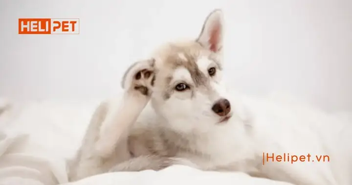 Để Chó Gãi Tai Quá Nhiều