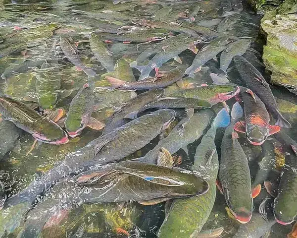 Vé Tham Quan Kết Hợp (combo)