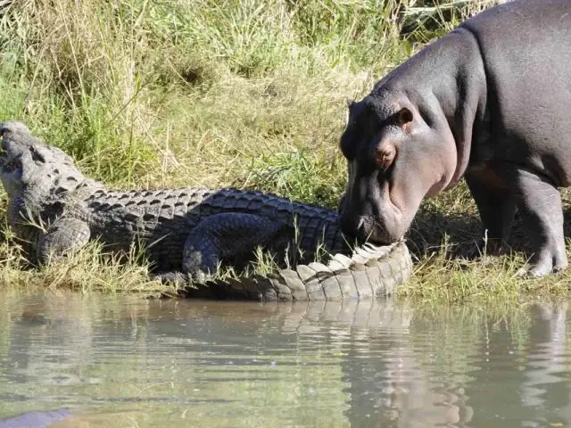 1001 Thắc Mắc: Tại Sao Cá Sấu - Sát Thủ Đầm Lầy Lại Sợ Hà Mã? | Báo ...