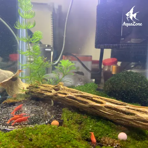 Tại Sao Cần Tạo Vi Sinh Cho Hồ Cá? Tại Sao Cần Tạo Vi Sinh Cho Hồ Cá?