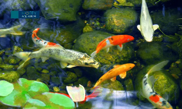 Sinh Có Lợi Cho Hồ Cá Koi Là Gì ? Sinh Có Lợi Cho Hồ Cá Koi Là Gì ?