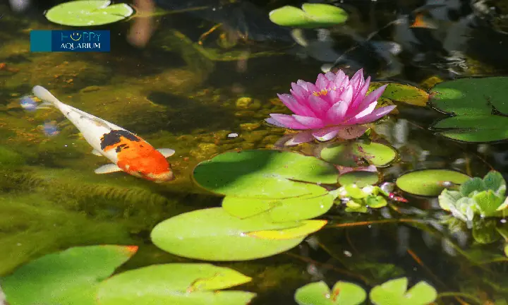 #5 Bật Máy Lọc Và Các Thiết Bị Khác Trong Hồ Cá #5 Bật Máy Lọc Và Các Thiết Bị Khác Trong Hồ Cá