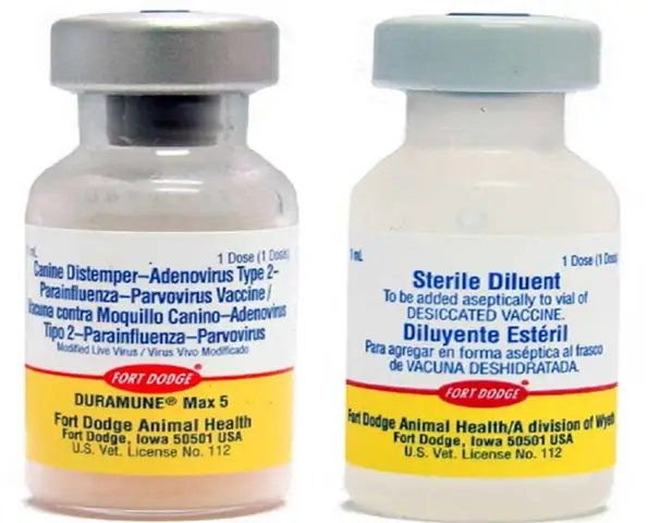 Tiêm Cho Chó Tại Nhà Bạn Cần Phải Đảm Bảo Những Điều Kiện Gì?