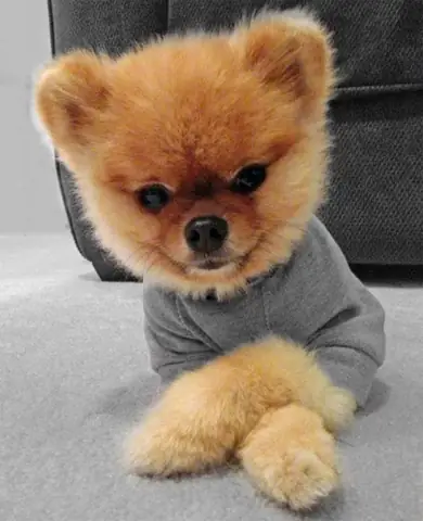 Video: Chú Chó Trồng Cây Chuối Siêu Dễ Thương