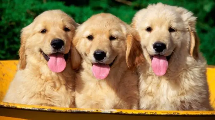 Hình Ảnh Cho Hình Ảnh 2 Con Chó: Hình Ảnh Cho Hình Ảnh 2 Con Chó: