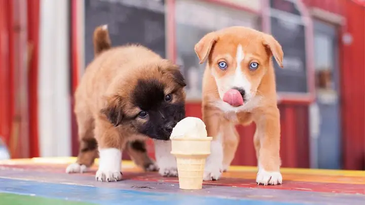 Hình Ảnh Cho Hình Ảnh 2 Con Chó: Hình Ảnh Cho Hình Ảnh 2 Con Chó: