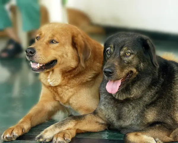 Hình Ảnh Cho Hình Ảnh 2 Con Chó: Hình Ảnh Cho Hình Ảnh 2 Con Chó: