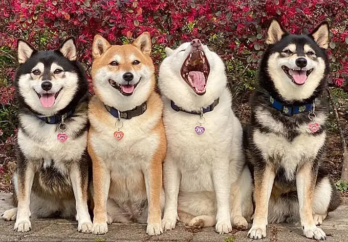 Hình Ảnh Cho Hình Ảnh 2 Con Chó: Hình Ảnh Cho Hình Ảnh 2 Con Chó: