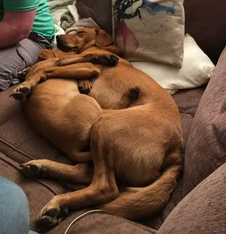 Hình Ảnh Cho Hình Ảnh 2 Con Chó: Hình Ảnh Cho Hình Ảnh 2 Con Chó: