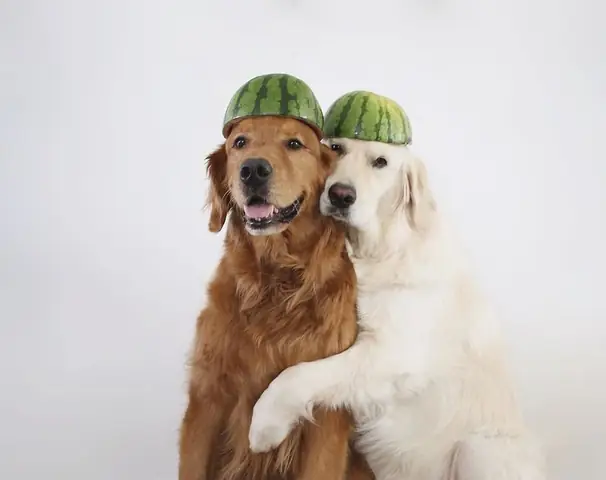 Hình Ảnh Cho Hình Ảnh 2 Con Chó: Hình Ảnh Cho Hình Ảnh 2 Con Chó: