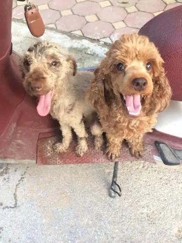 Hình Ảnh Cho Hình Ảnh 2 Con Chó: Hình Ảnh Cho Hình Ảnh 2 Con Chó: