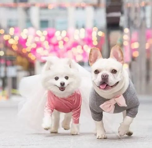 Hình Ảnh Cho Hình Ảnh 2 Con Chó: Hình Ảnh Cho Hình Ảnh 2 Con Chó: