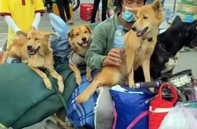 Hình Ảnh Cho Hình Ảnh 2 Con Chó: Hình Ảnh Cho Hình Ảnh 2 Con Chó: