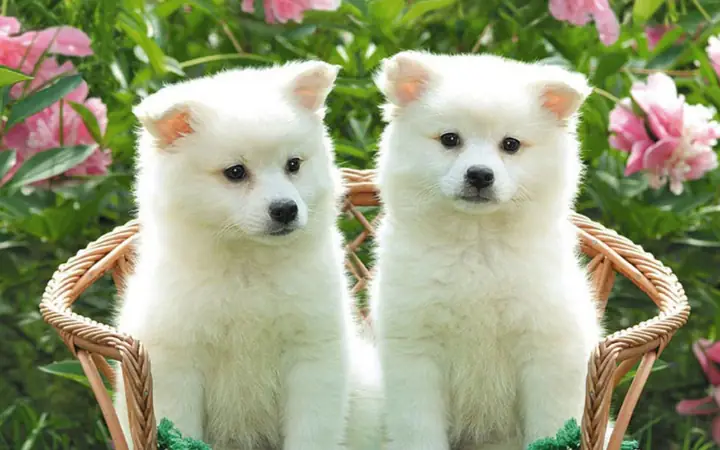 Hình Ảnh Cho Hình Ảnh 2 Con Chó: Hình Ảnh Cho Hình Ảnh 2 Con Chó: