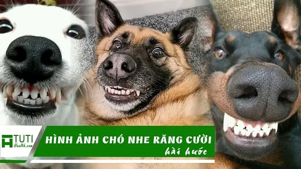 Hình Ảnh Cho Hình Ảnh 2 Con Chó: Hình Ảnh Cho Hình Ảnh 2 Con Chó: