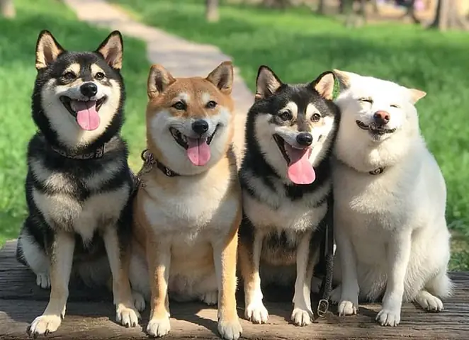 Hình Ảnh Cho Hình Ảnh 2 Con Chó: Hình Ảnh Cho Hình Ảnh 2 Con Chó: