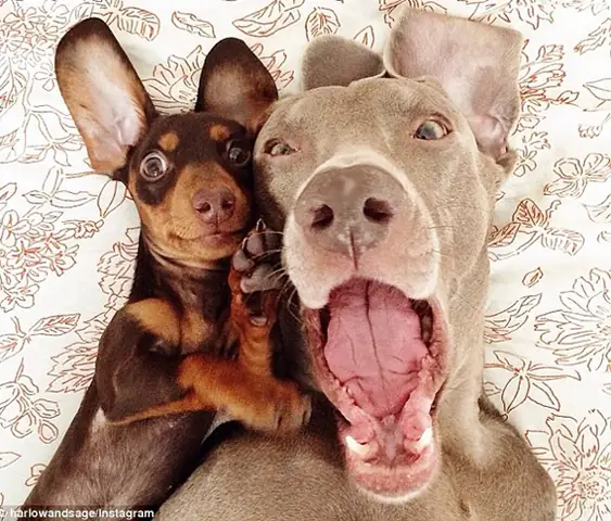 Hình Ảnh Cho Hình Ảnh 2 Con Chó: Hình Ảnh Cho Hình Ảnh 2 Con Chó: