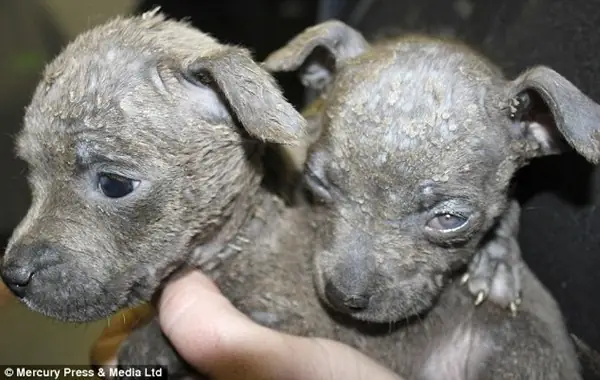 Hình Ảnh Cho Hình Ảnh 2 Con Chó: Hình Ảnh Cho Hình Ảnh 2 Con Chó: