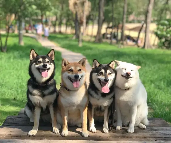 Hình Ảnh Cho Hình Ảnh 2 Con Chó: Hình Ảnh Cho Hình Ảnh 2 Con Chó: