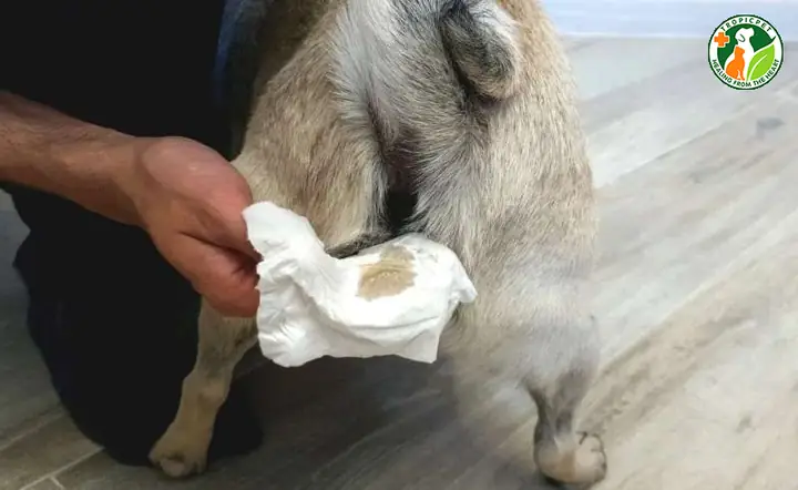 Viêm Túi Hậu Môn Ở Chó Có Nguy Hiểm Không?