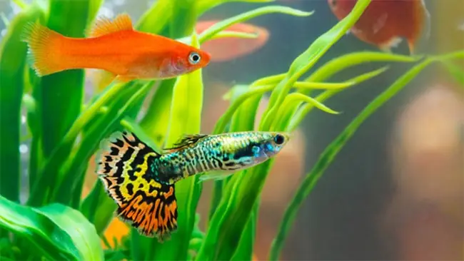 Những Loại Vitamin Cần Thiết Cho Cá Bảy Màu Những Loại Vitamin Cần Thiết Cho Cá Bảy Màu