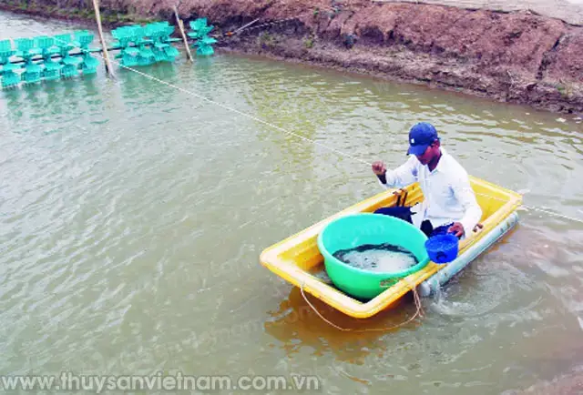 Tiêu Chí Lựa Chọn Nguồn Cung Cấp Vitamin C Cho Cá Uy Tín