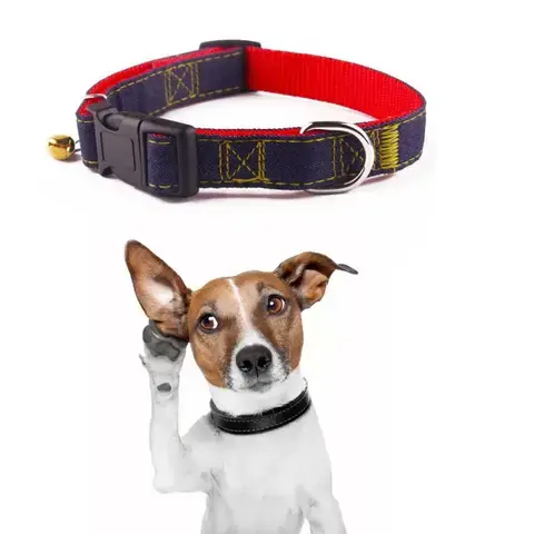 Hướng Dẫn Chọn Vòng Đeo Cổ Phù Hợp Cho Chó Becgie