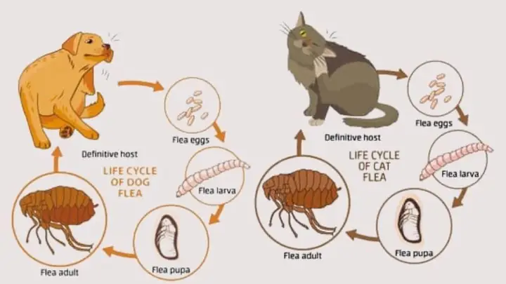 4vòng Đời Của Ve Chó