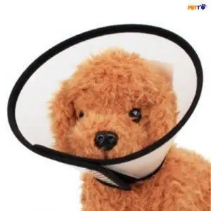 Vòng Xấu Hổ Cho Chó