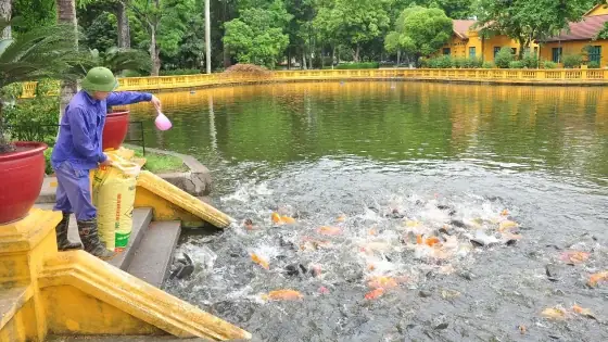Vườn Cây, Ao Cá Bác Hồ Được Chăm Sóc Thế Nào?