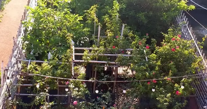 Vườn Cây, Ao Cá Đẹp Mê Trên Sân Thượng Tầng 4 Của Ông Chủ Quán ...