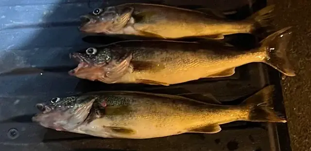 Walleye Là Cá Gì? Đặc Điểm, Môi Trường Sống Và Giá Trị Kinh Tế
